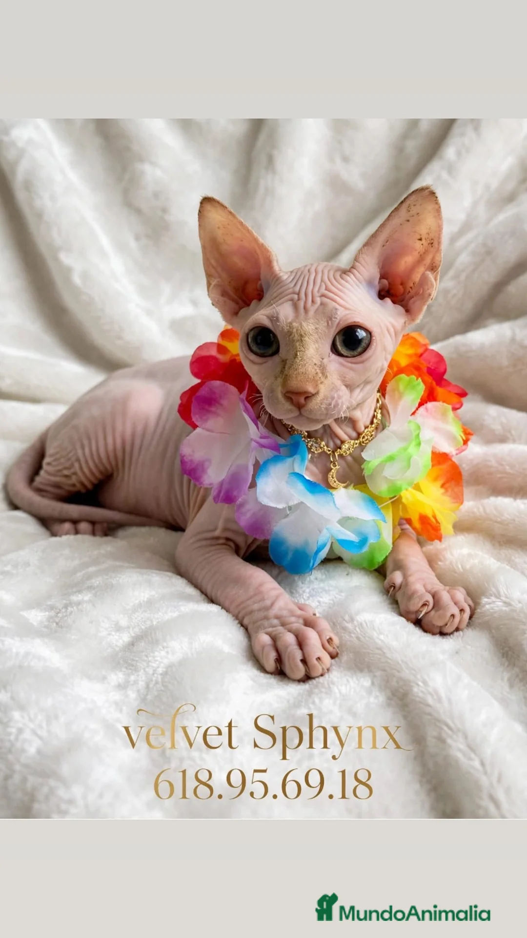 Sphynx gatos en venta: Preciosos Sphynx  - Anuncio 4