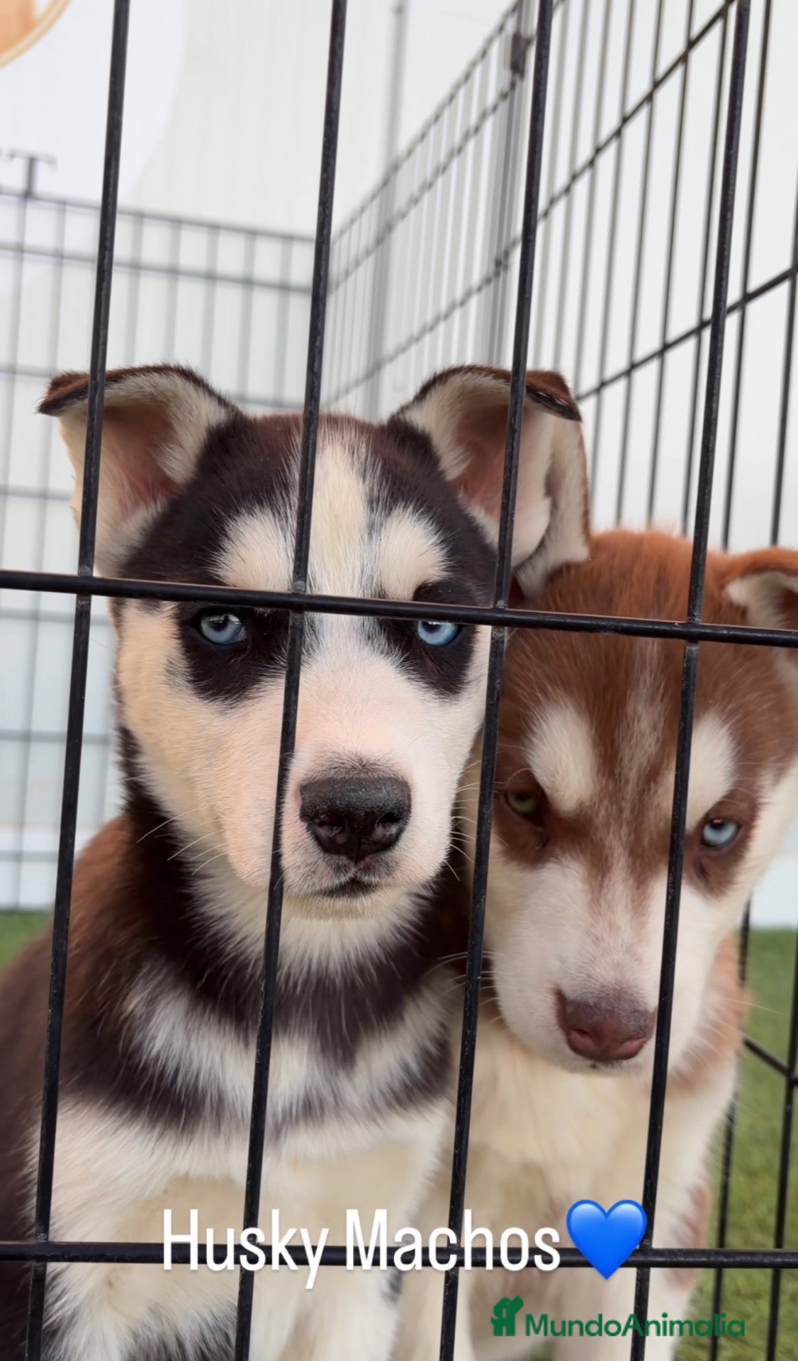 Husky Siberiano perros en venta: PRECIOSA CAMADA DE HUSKY - Anuncio 2