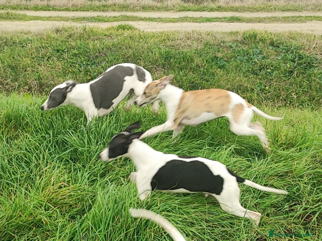 Whippet perros en venta: WHIPPET HEMBRA - Anuncio 5