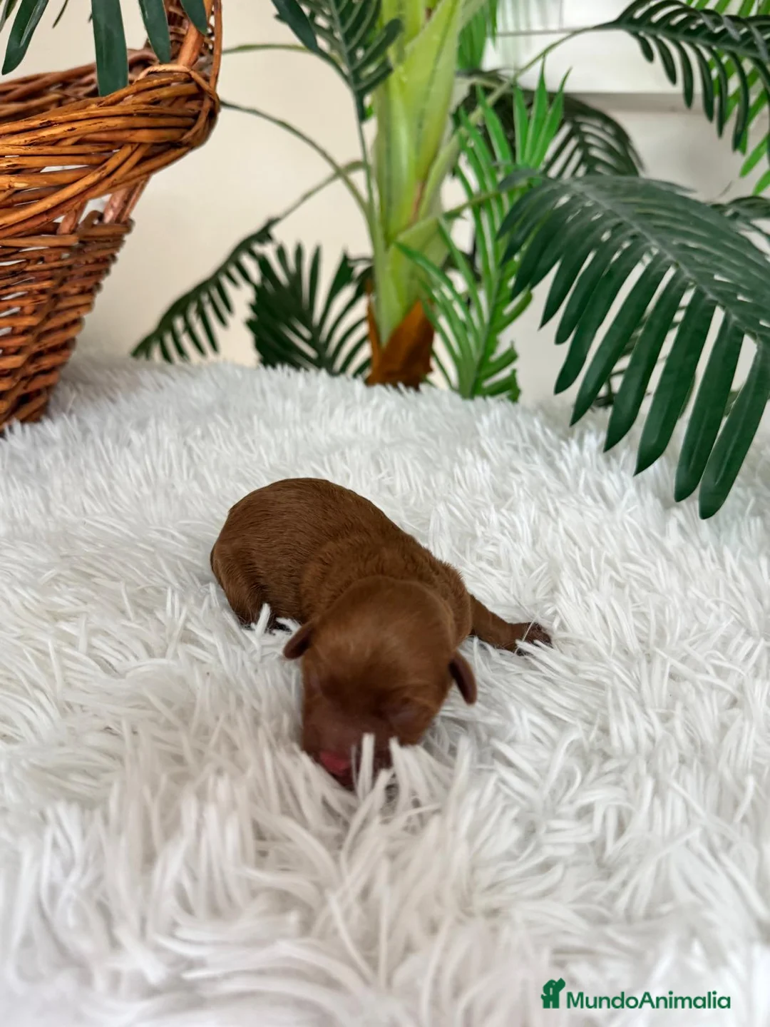 Maltipoo perros en venta: MALTIPO ROJO MACHO - Anuncio 2