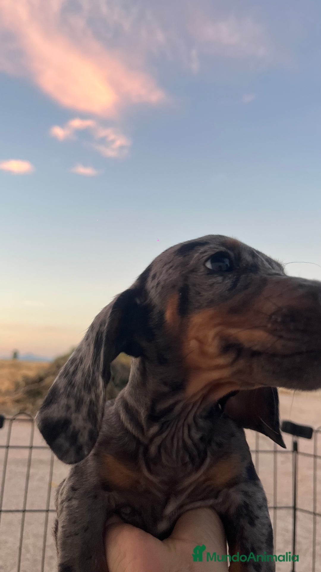 Teckel Miniatura perros en venta: Teckel miniatura  - Imagen 1