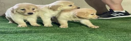 Golden Retriever perros en venta: camada golden retriever - Anuncio 4