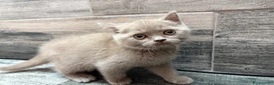 British shorthair lilac 