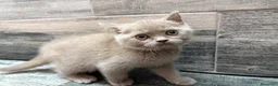 Británico de Pelo Corto gatos en venta: British shorthair - Anuncio 2