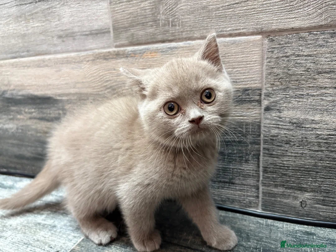 Británico de Pelo Corto gatos en venta: British shorthair - Anuncio 2