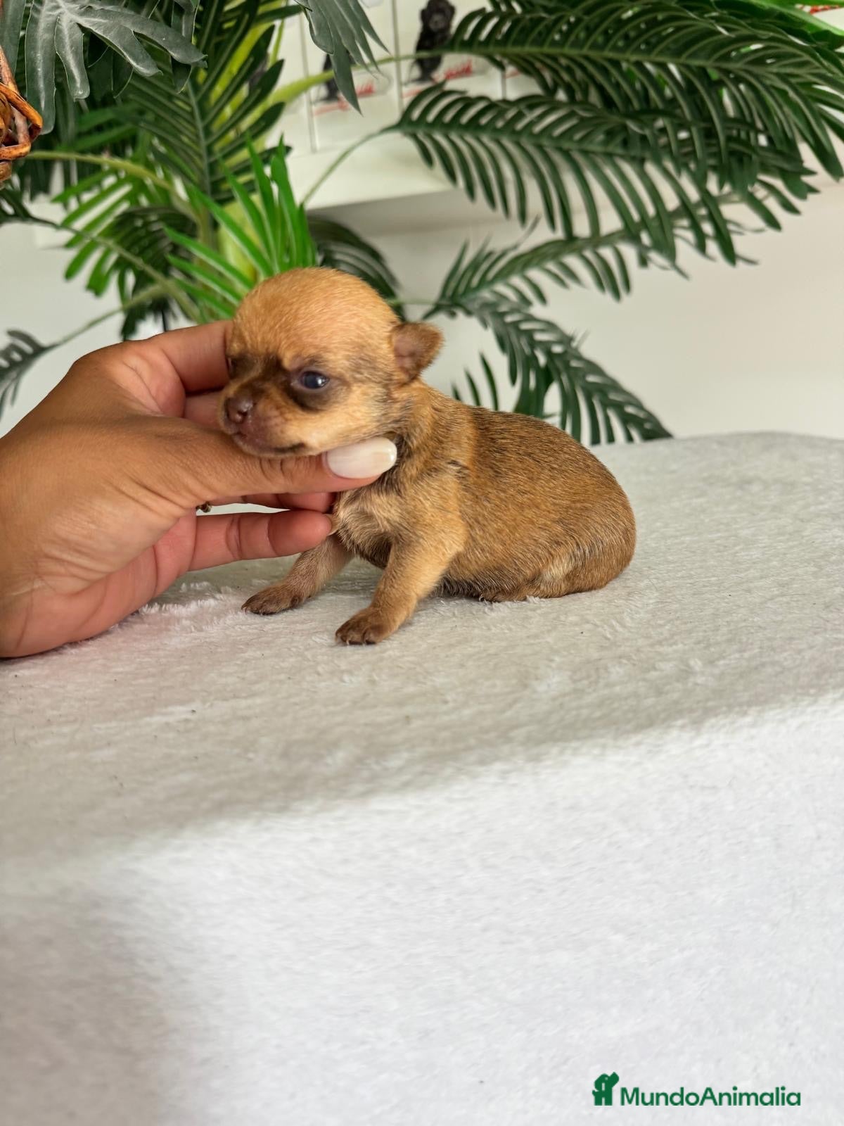 Chihuahua perros CHIHUAHUA  - Anuncio 3