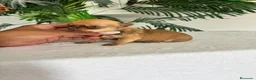 Chihuahua perros en venta: CHIHUAHUA  - Anuncio 1