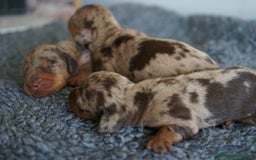 Teckel Miniatura perros en venta: 🐾 Kodat, Byron y Curri – Teckel miniatura 🐾 - Imagen 7
