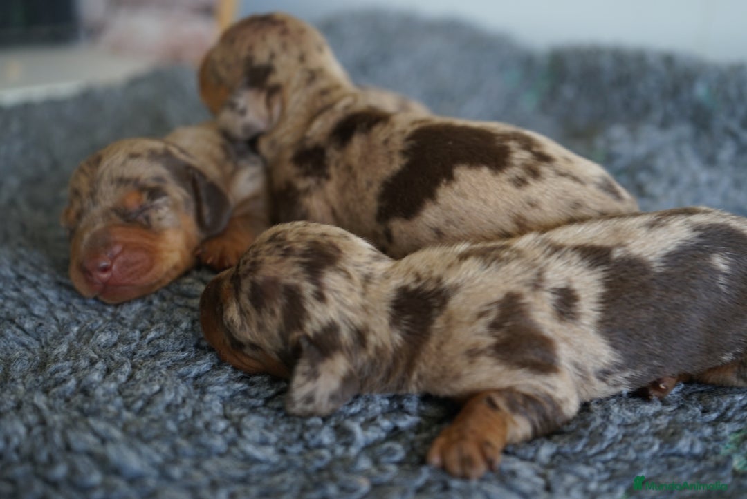 Teckel Miniatura perros en venta: 🐾 Kodat, Byron y Curri – Teckel miniatura 🐾 - Imagen 7