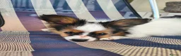 Papillon perros en venta: Hembras de papillon - Anuncio 4