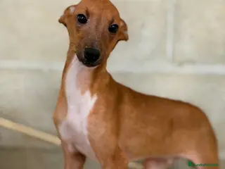 Pequeño Lebrel Italiano perros Piccolo rojo - Anuncio 2