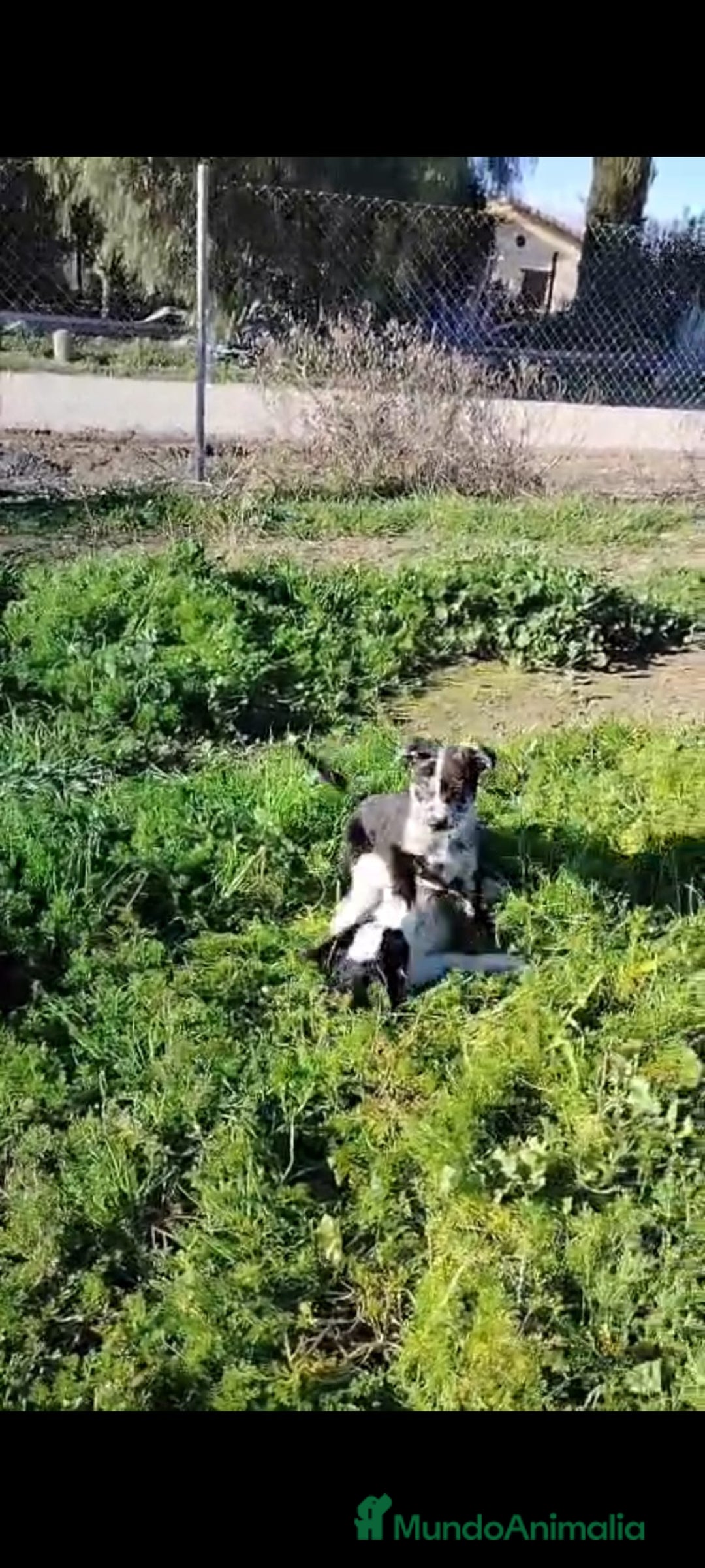 Border Collie perros en venta: Border Collie Exclusivo  - Anuncio 1