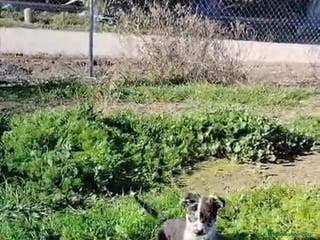 Border Collie perros Border Collie Exclusivo - Anuncio 1