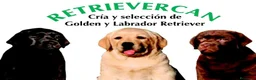 Labrador Retriever perros en venta: Cachorros labrador chocolate con pedigree  - Anuncio 2