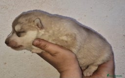 Husky Siberiano perros en venta: cachorros de husky siberiano - Imagen 16