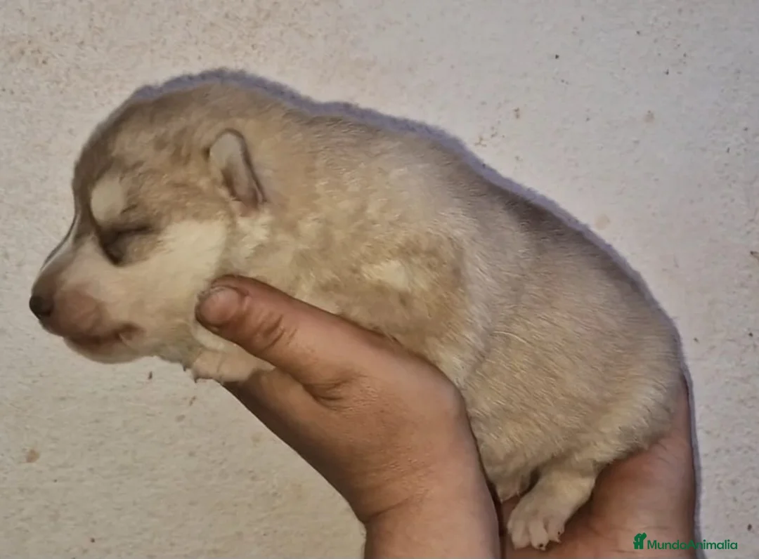 Husky Siberiano perros en venta: cachorros de husky siberiano - Anuncio 16