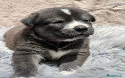 Otras razas perros en venta: Golden con Husky - Imagen 3