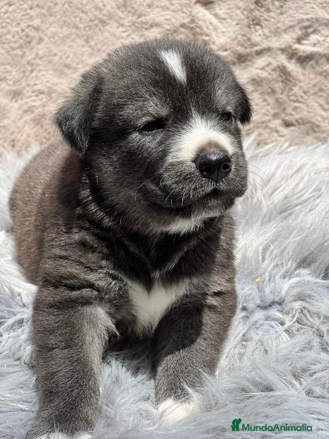 Otras razas perros en venta: Golden con Husky - Imagen 3
