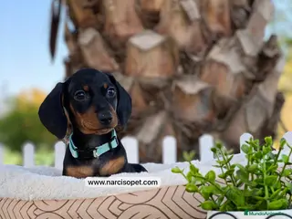 Teckel Miniatura perros TECKEL MINIATURA MACHO Y HEMBRA - Anuncio 20