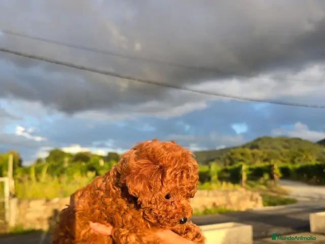 Caniche Toy perros en venta: Caniche Toy Rojo - Anuncio 2