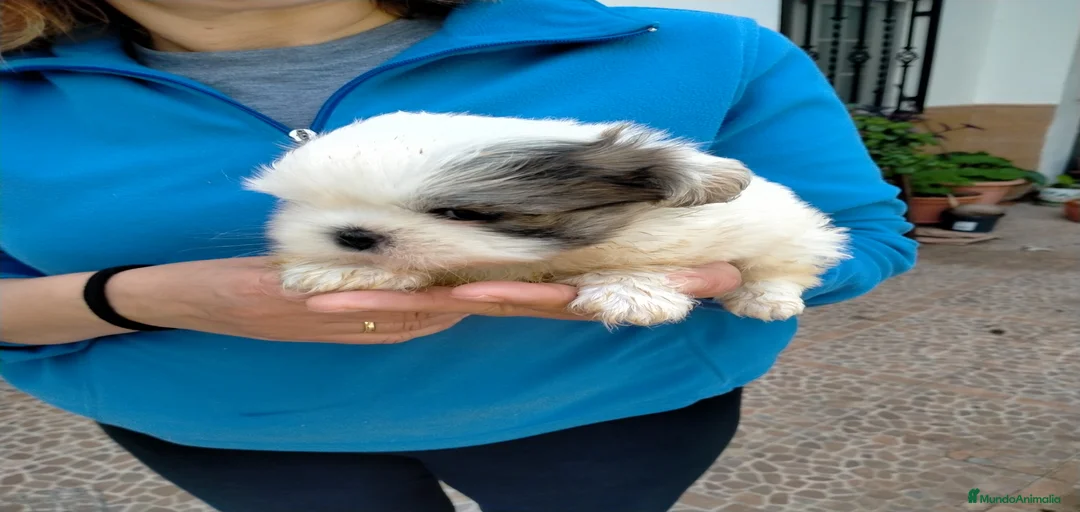 Imagen de galería {{count}}