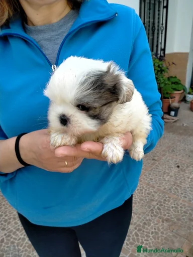 Imagen de galería {{count}}