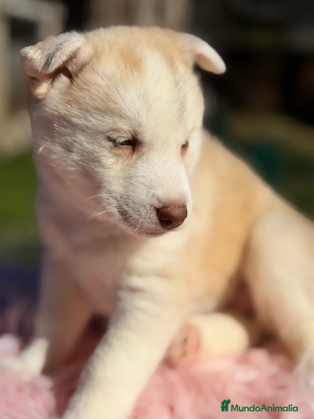 Husky Siberiano perros en venta: Husky hembra amarilla  - Anuncio 6
