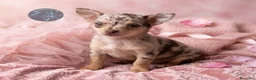 Chihuahua perros en venta: Chihuahua  - Anuncio 1