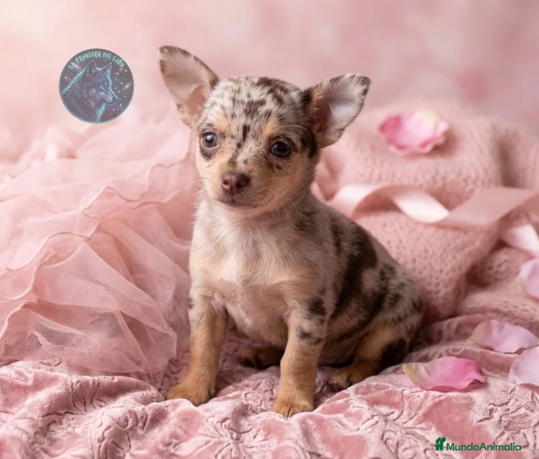 Chihuahua perros en venta: Chihuahua  - Anuncio 1