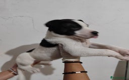 American Staffordshire-Terrier perros en venta: American Stanford  - Imagen 3