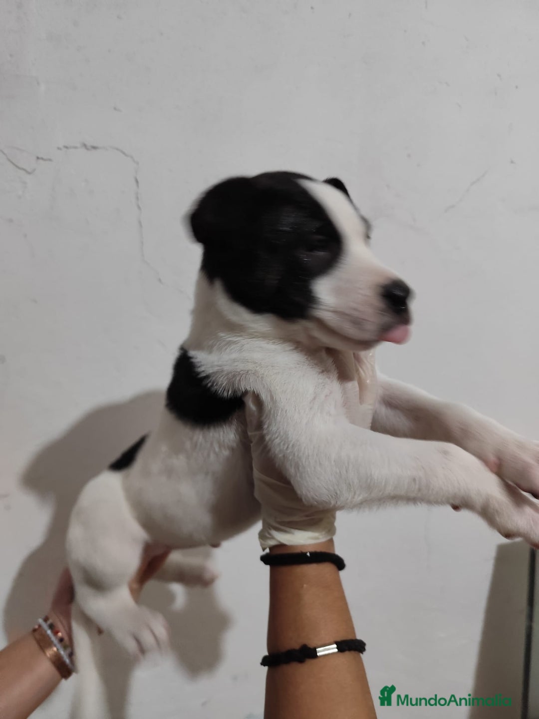American Staffordshire-Terrier perros en venta: American Stanford  - Imagen 3