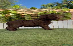 Perro de Agua Español perros en venta: PERRO DE AGUA HEMBRA - Imagen 3