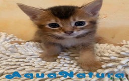 Abisinio gatos en venta: Abisinio Macho de Santa 1835 - AQUANATURA en Barcelona - Imagen 1