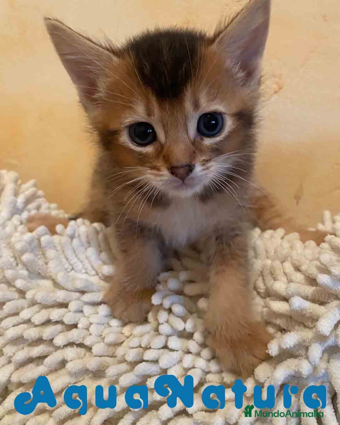 Abisinio gatos en venta: Abisinio Macho de Santa 1835 - AQUANATURA en Barcelona - Imagen 1