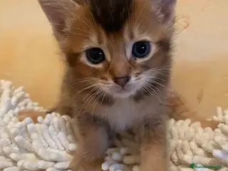 Abisinio gatos Abisinio Macho de Santa 1835 - AQUANATURA en Barcelona - Anuncio 3