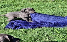 Dogo Alemán perros en venta: Gran Danés o Dogo Alemán Azules. - Imagen 1