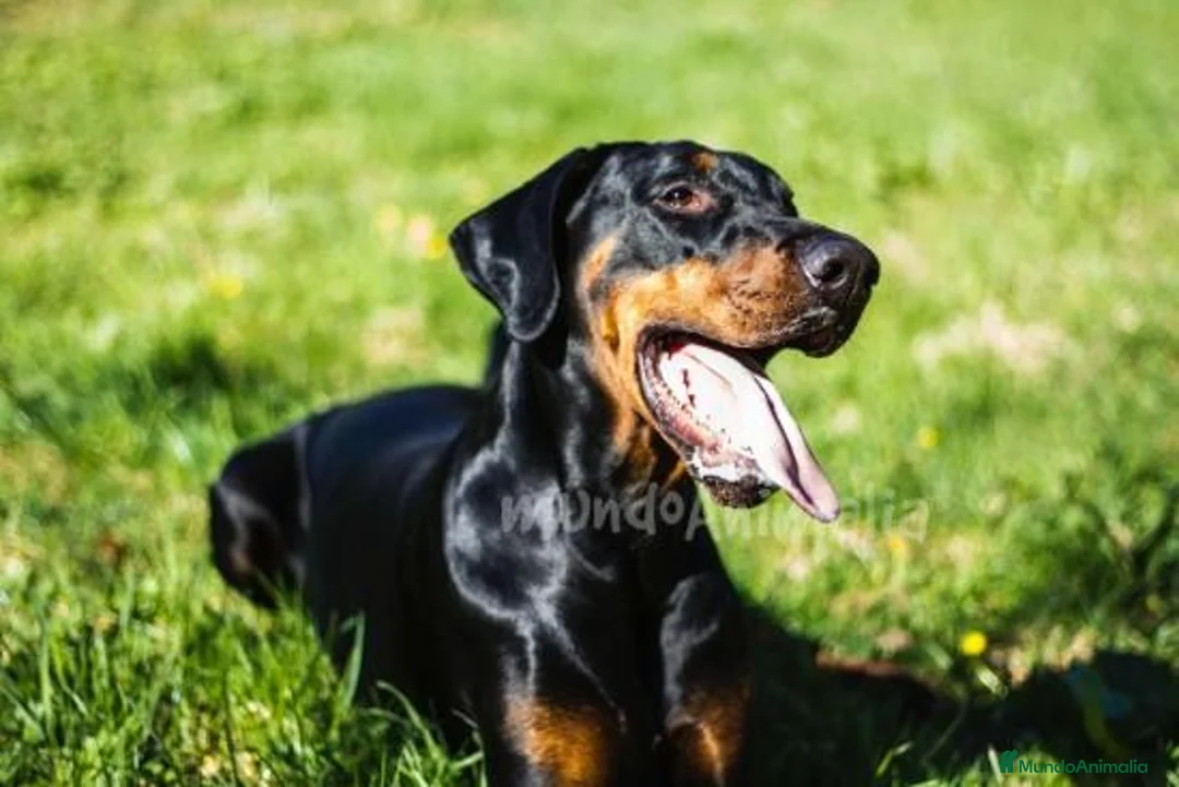 Imagen de galería {{count}}