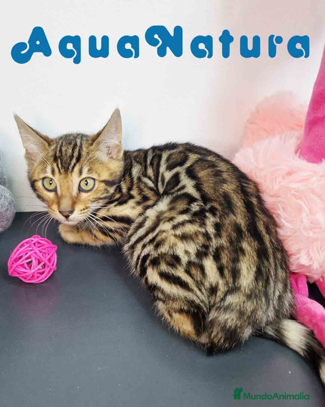Bengalí gatos Bengali Hembra 9063 - AQUANATURA en Barcelona - Anuncio 13