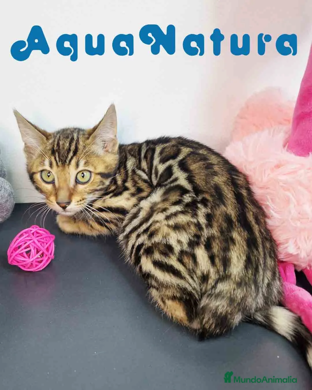 Bengalí gatos en venta: Bengali Hembra 9063 - AQUANATURA en Barcelona - Anuncio 1