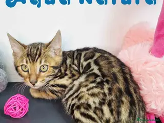 Bengalí gatos Bengali Hembra 9063 - AQUANATURA en Barcelona - Anuncio 25