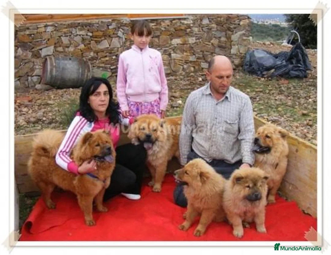 Imagen de galería {{count}}