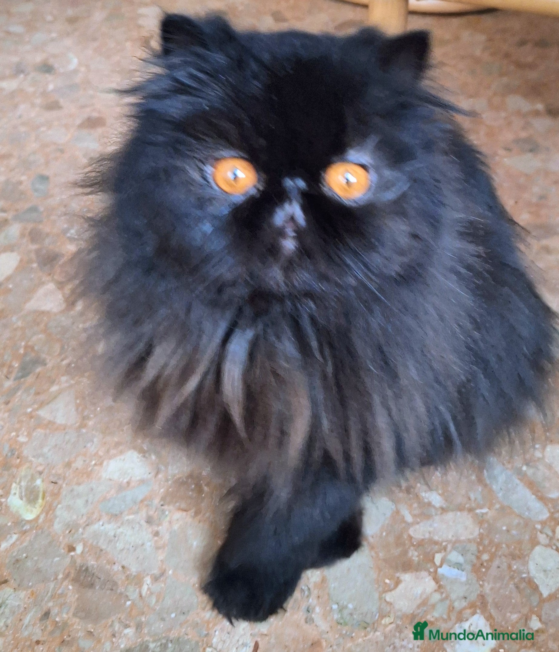 Persa gatos Gc, ch, ich - Anuncio 2