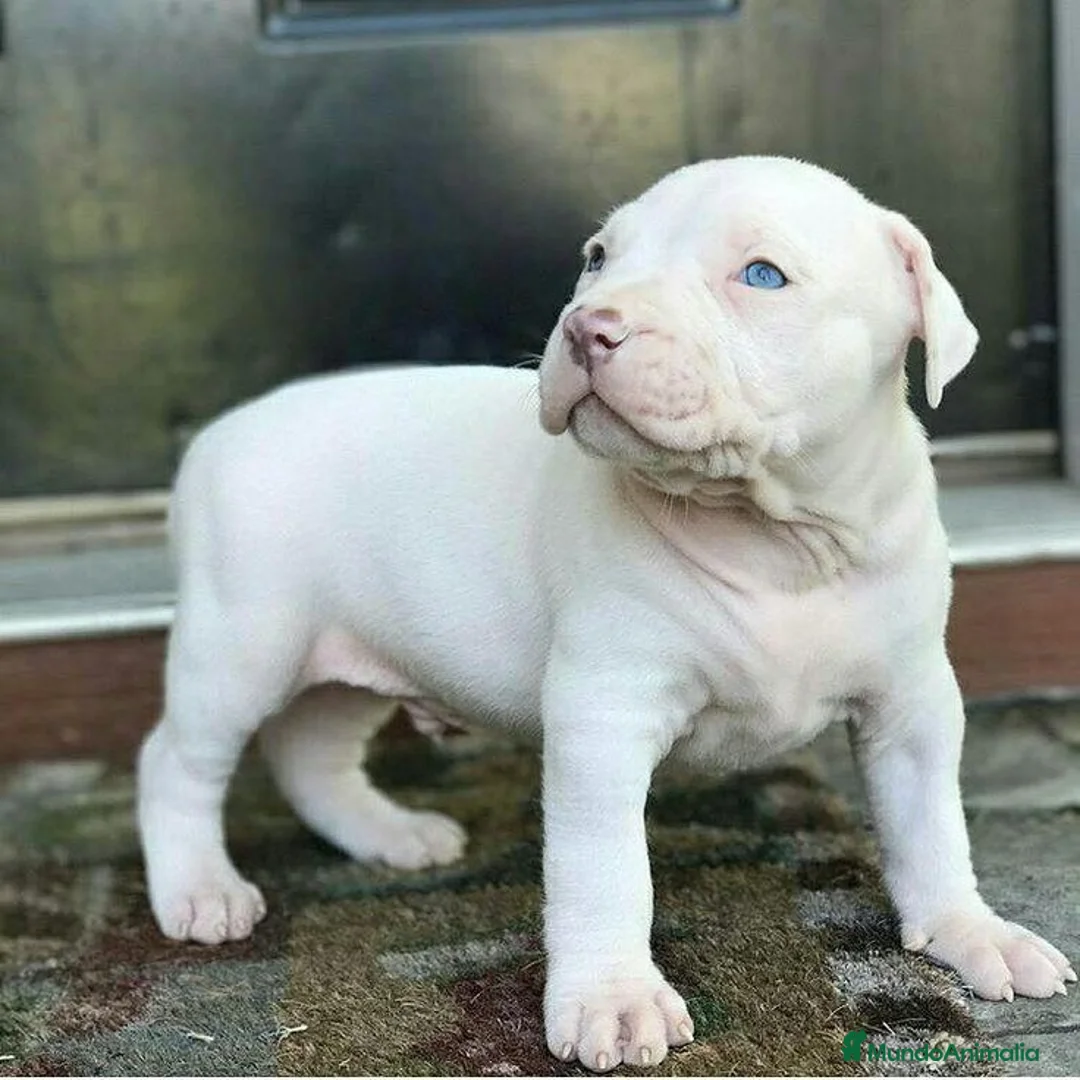 American Pit Bull Terrier perros en venta: AMERICAN PITBULL BLUE , LILAC , CHAMPAGNE , MERLE - Anuncio 5