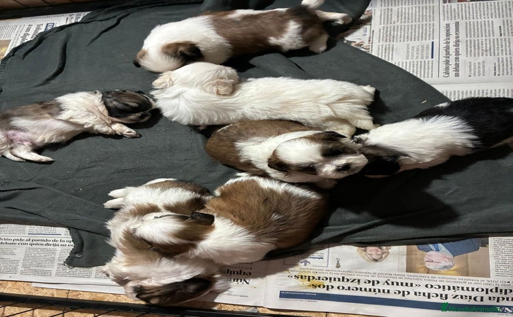 Shih Tzu perros - Anuncio 1