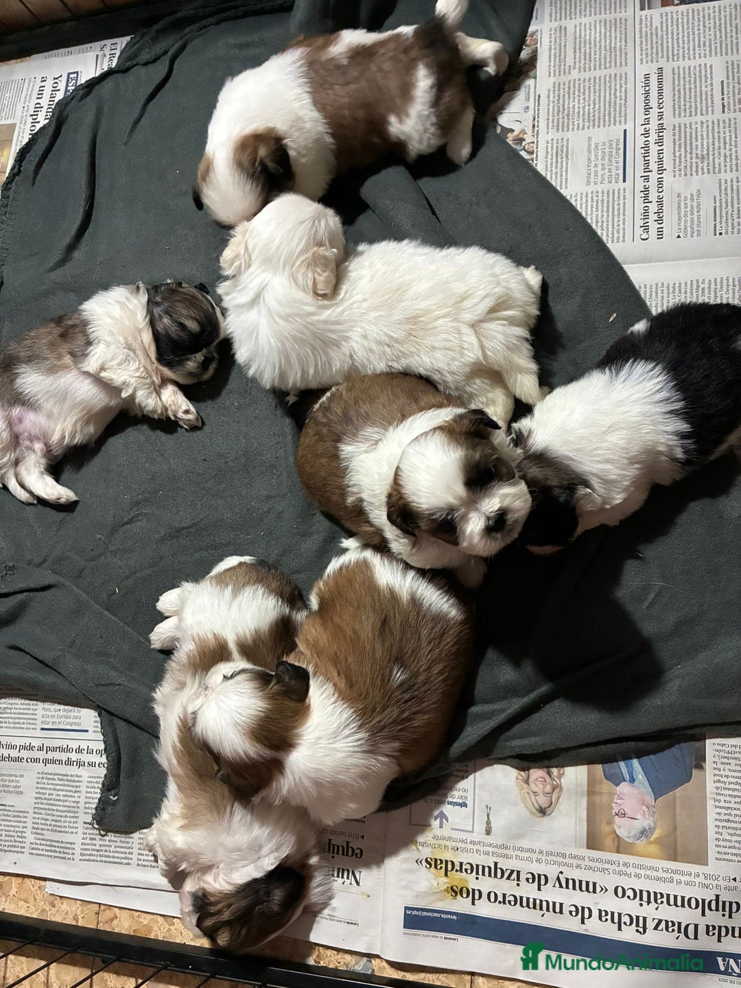 Shih Tzu perros en venta: Machitos de shihtzu - Imagen 1