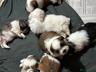 Shih Tzu perros - Anuncio 6