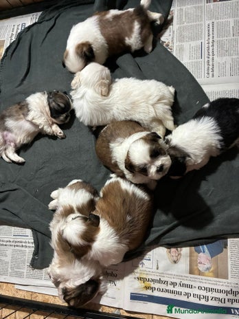 Shih Tzu perros - Anuncio 1