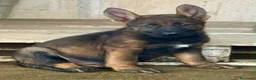 Pastor Alemán perros en venta: Cachorro pastor alemán linea de trabajo - Anuncio 5
