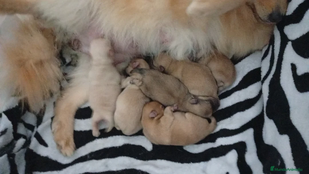 Pomerania perros en venta: Cachorro Pomerania macho sable –pelaje - Anuncio 2