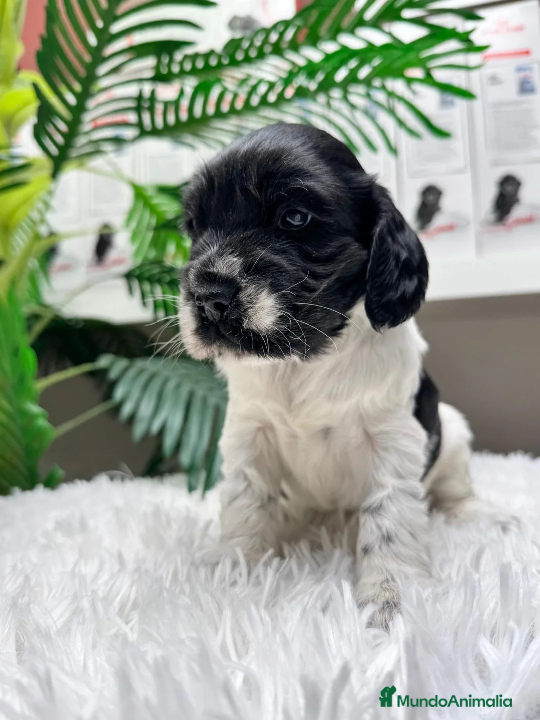 Cocker Spaniel Inglés perros en venta: COCKER SPANIEL INGLES - Anuncio 5